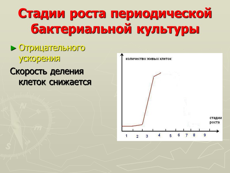 Стадии роста периодической бактериальной культуры Отрицательного ускорения  Скорость деления клеток снижается